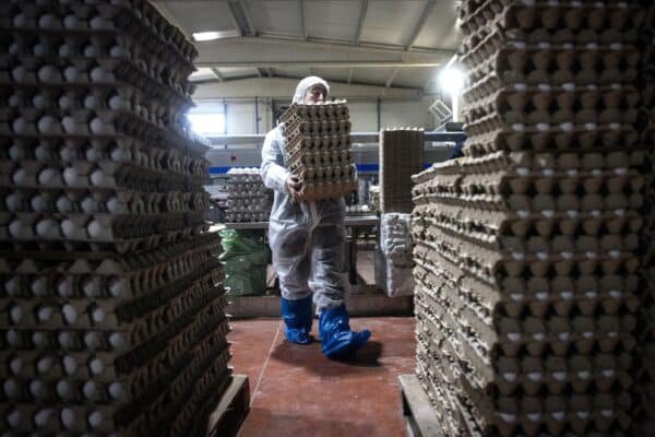 $ 70,000 more a year for eggs: how price increases are harming small businesses $ 70,000 more a year for eggs: how price increases are harming small businesses