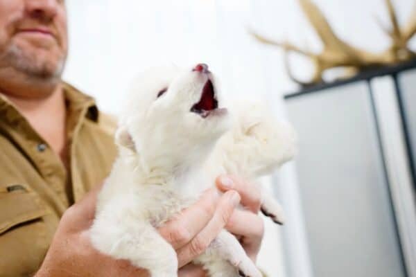 Direct Wolf revived through the Biotech Company desigulation process