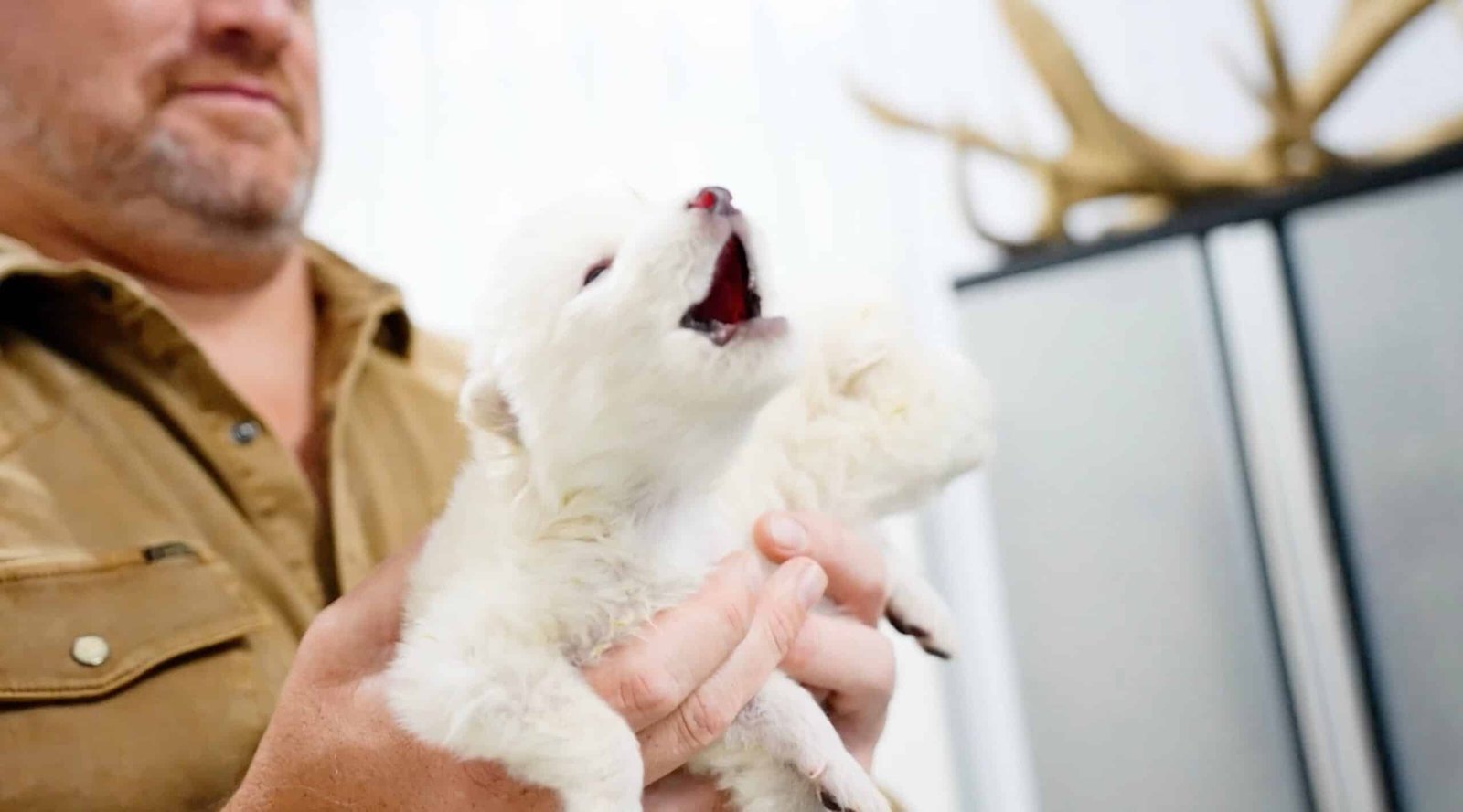 Direct Wolf revived through the Biotech Company desigulation process