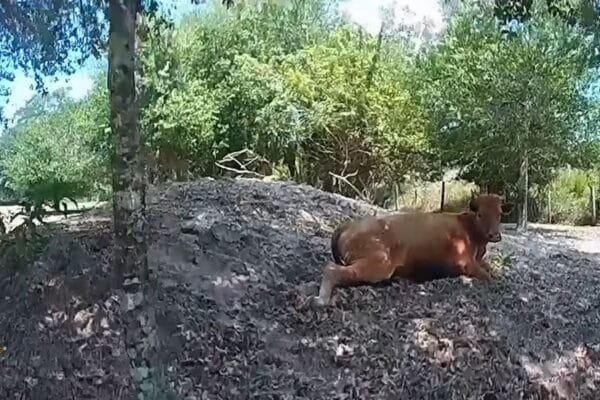 Florida's man triggers the neighbor's cow 5 times after he wandered for his property
