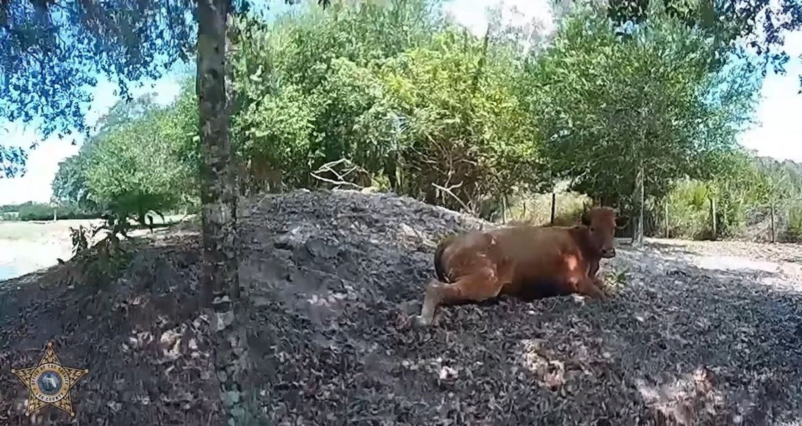 Florida's man triggers the neighbor's cow 5 times after he wandered for his property