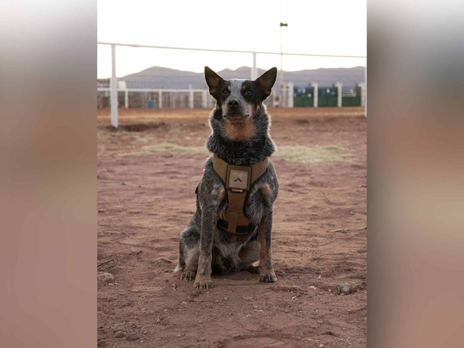 Trump's military parade includes a dog and pony show. And the dog is called Doc Holliday