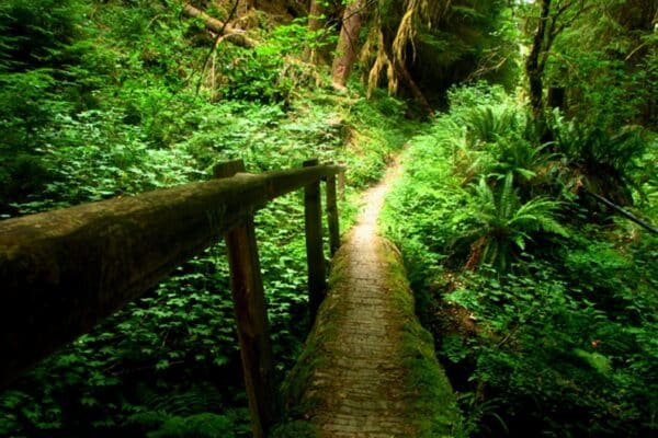 The plane crash kills 1 and hurts 2 in the remote area of the Olympic National Park