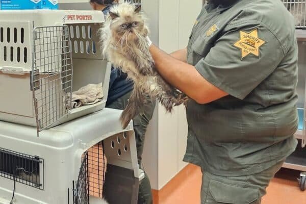 The woman supposedly leaves more than 100 cats within U-Haul, arrested: police