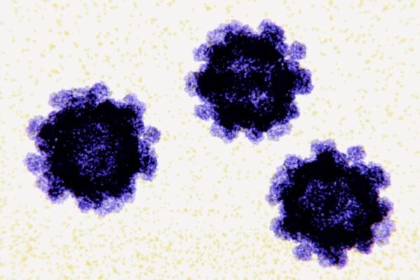 PHOTO: Norovirus virus particles, illustration.